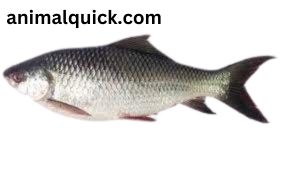 What is Rohu Fish Called in the USA