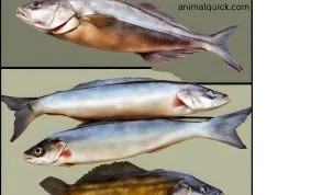 Rohu or Katla Which Fish is Tasty in India