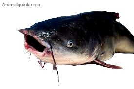 are blue catfish bad for a pond