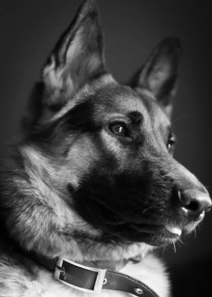 German Shepherd