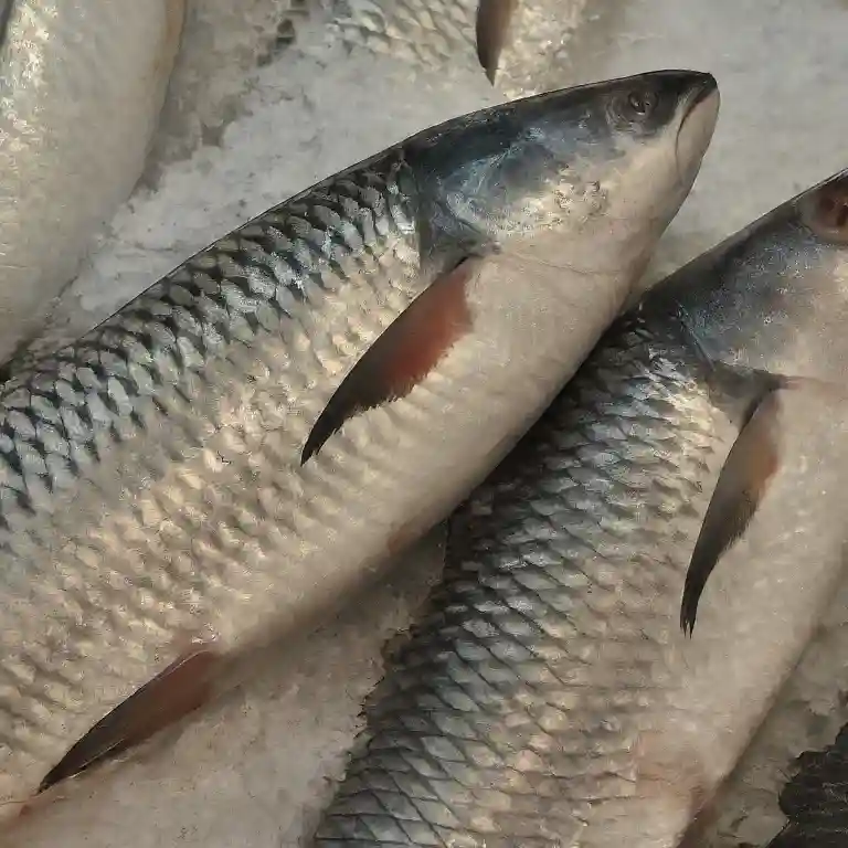 Is Rohu Fish Good For Uric Acid