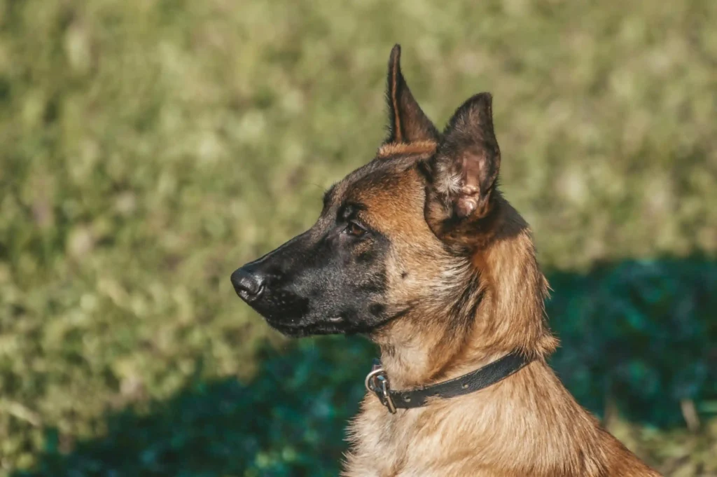 Belgian Malinois