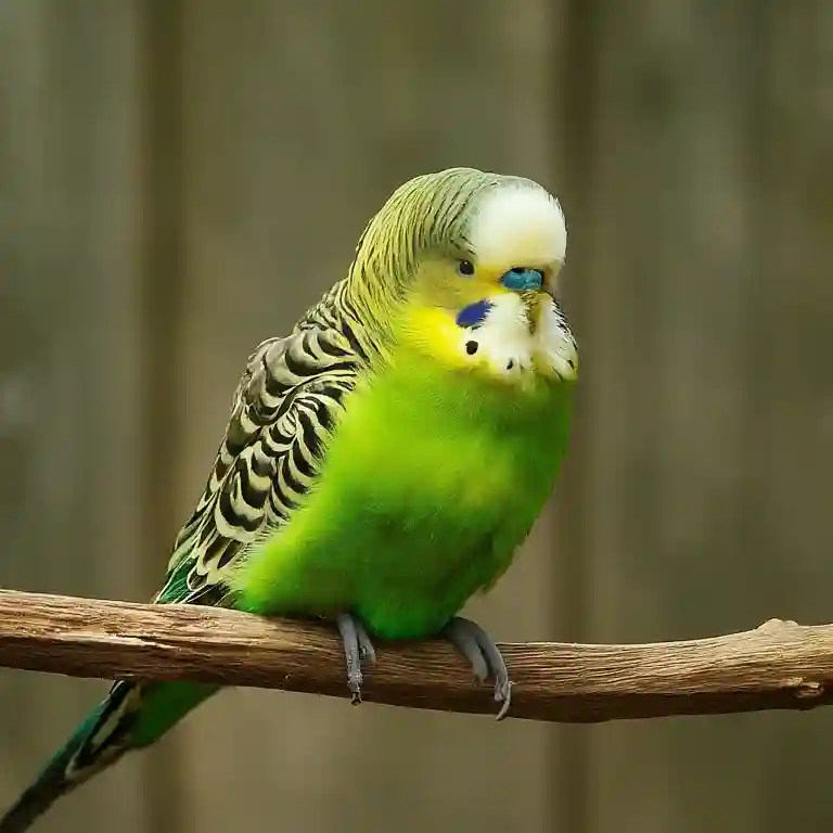 Budgies Facts