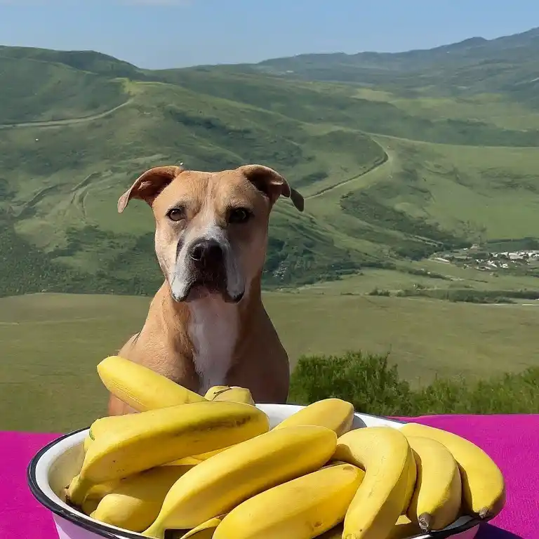 Can Dogs Eat Bananas?