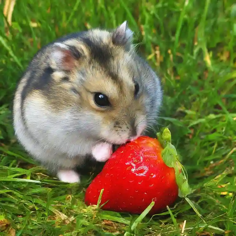 Can Hamsters Eat Strawberries?