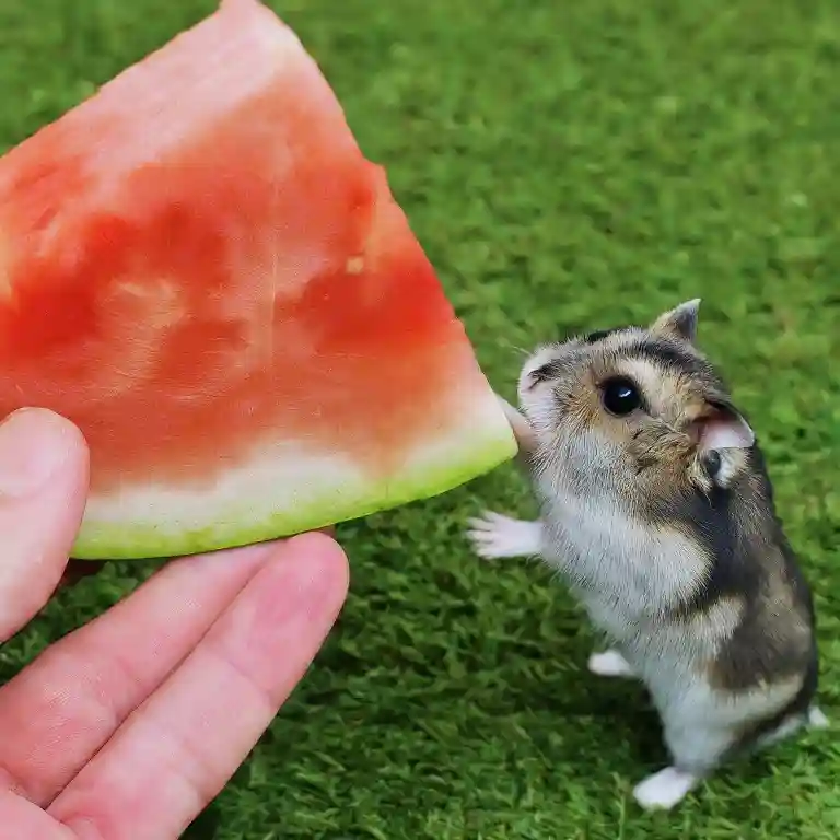 Can Hamsters Eat Watermelon?