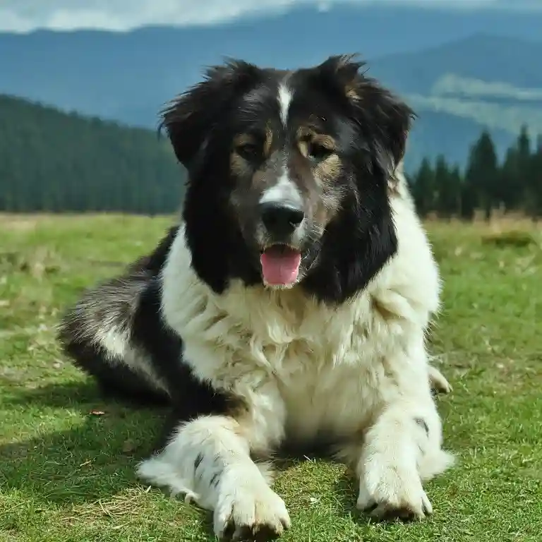 Carpathian Shepherd Dog