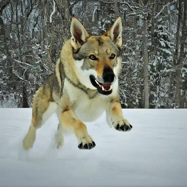 Czech Wolfdog