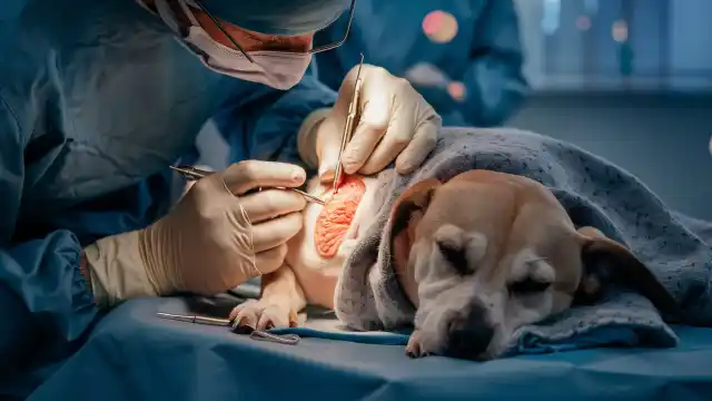 Dog Gland Removal Pros And Cons