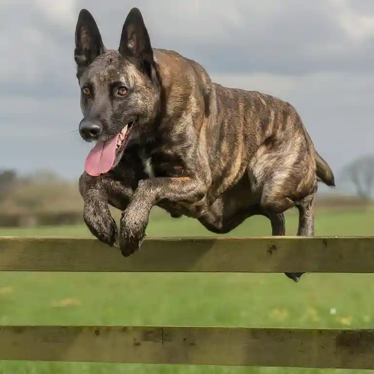 Dutch Shepherd