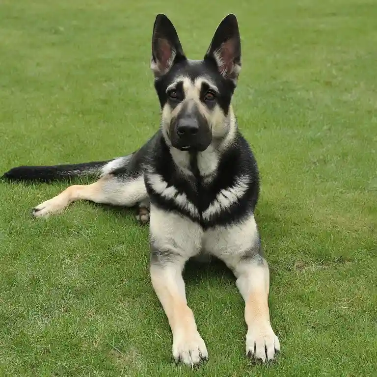 East-European Shepherd