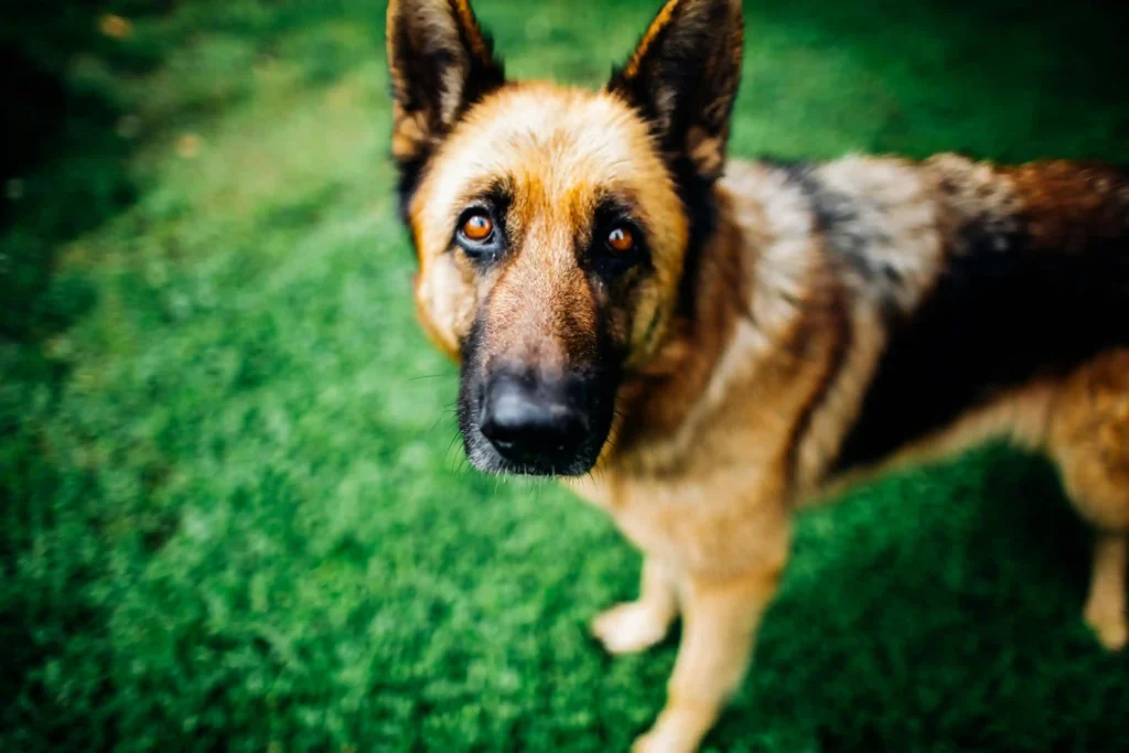 Facts About German Shepherds