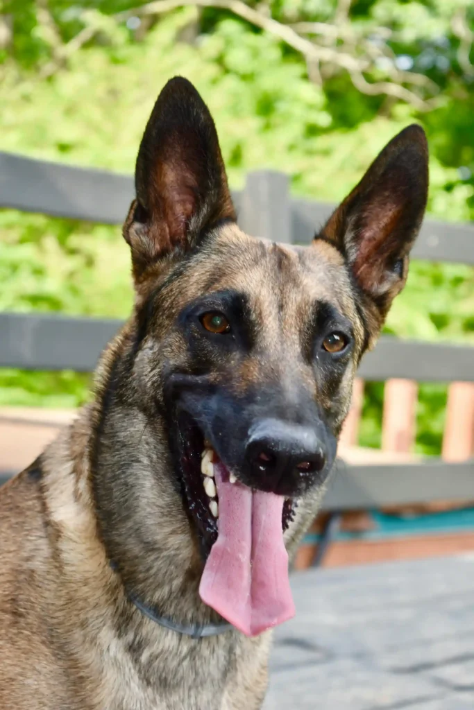 Facts About German Shepherds