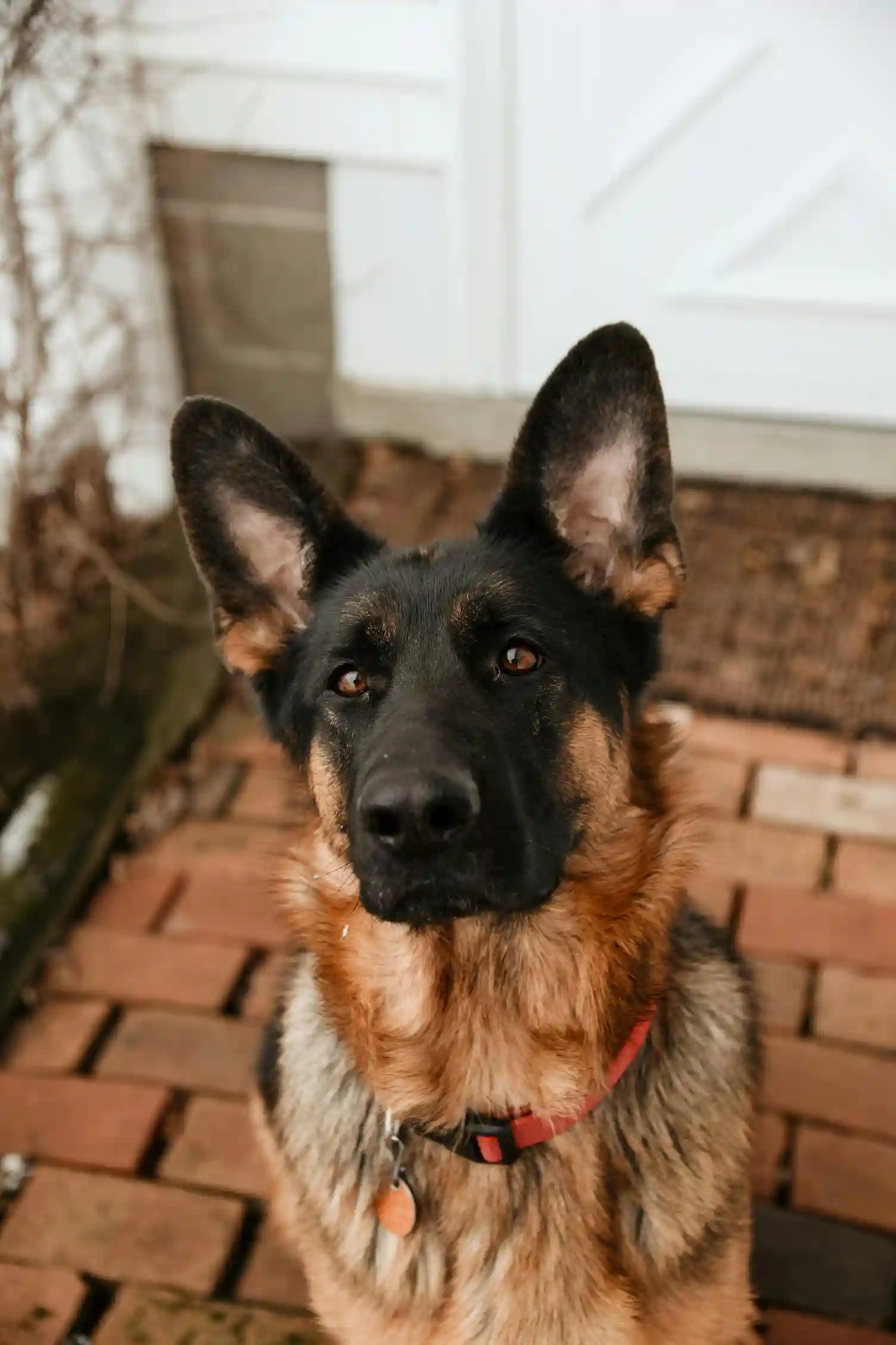 Facts About German Shepherds Dog