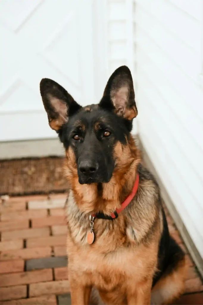 Female German Shepherd Names