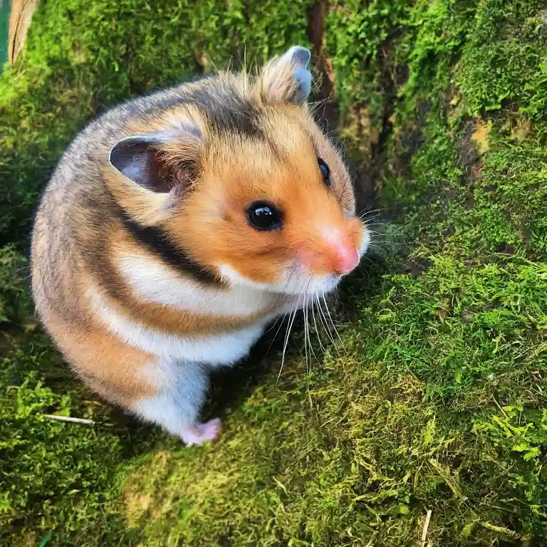 How Long Can A Hamster Go Without Food And Water?