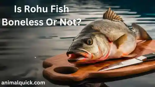 Is Rohu Fish Boneless Or Not