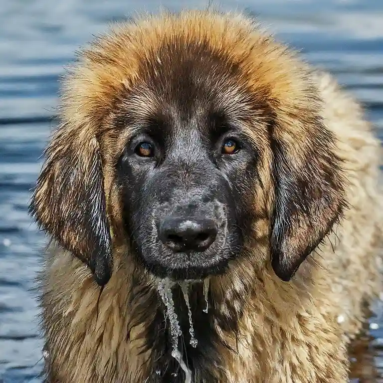 Leonberger