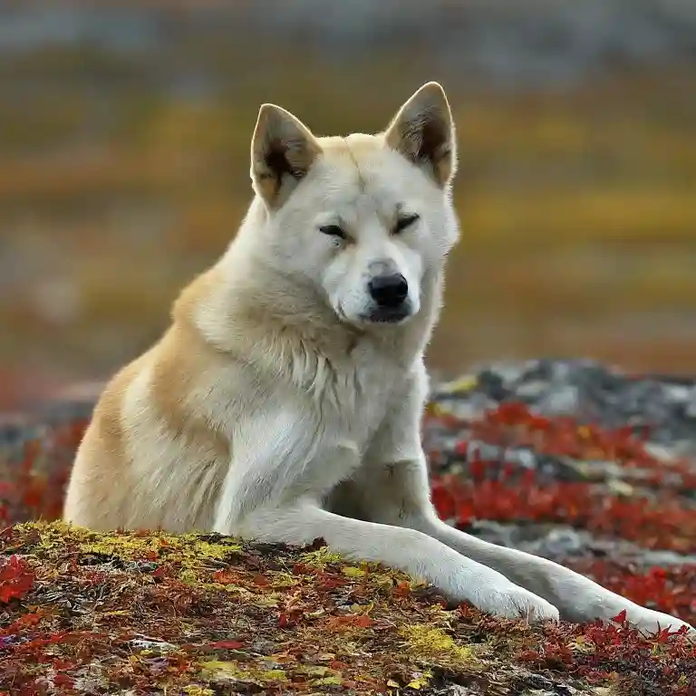 Northern Inuit Dog