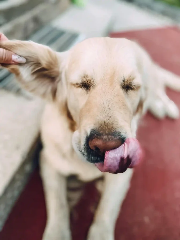 Why Do Dogs Put Their Ears Back