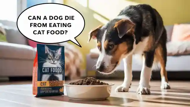 Can a cat get sick from eating dog food hotsell