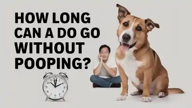 How Long Can A Dog Go Without Pooping?