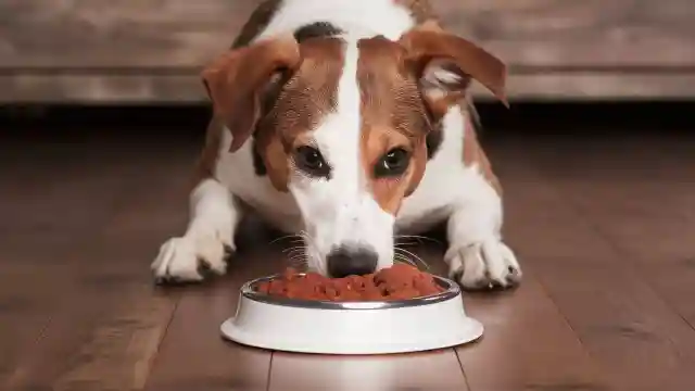 Can A Dog Die From Eating Cat Food Understanding the Risks