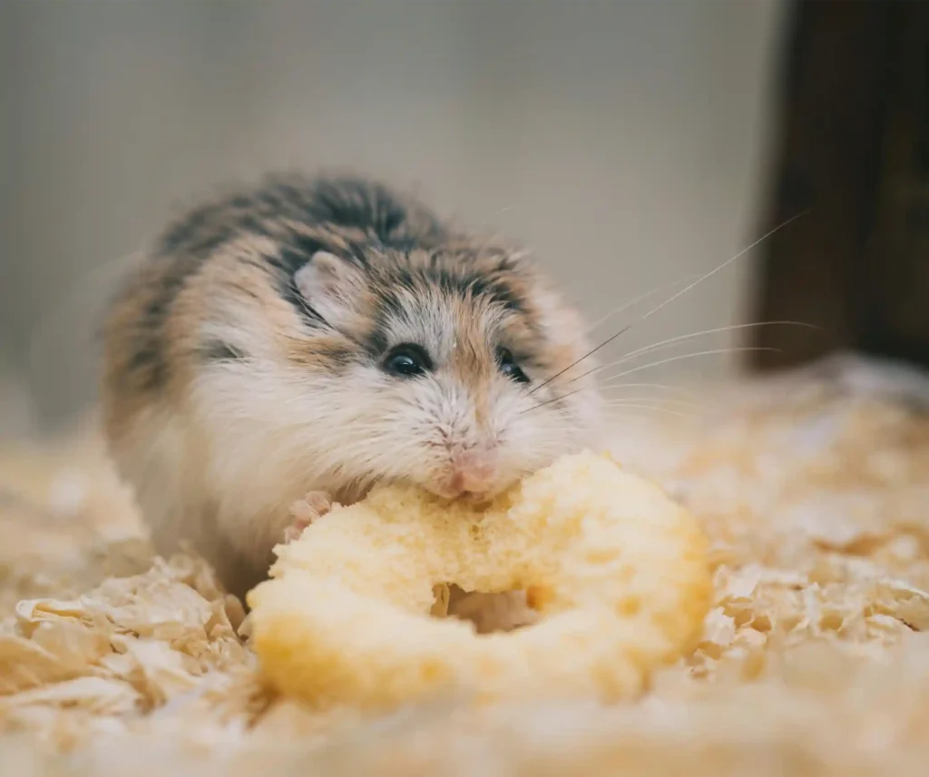 Hamster Care Tips