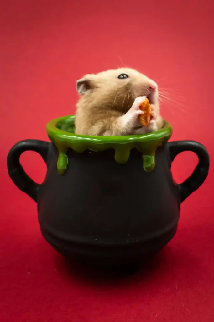 Hamster Care Tips