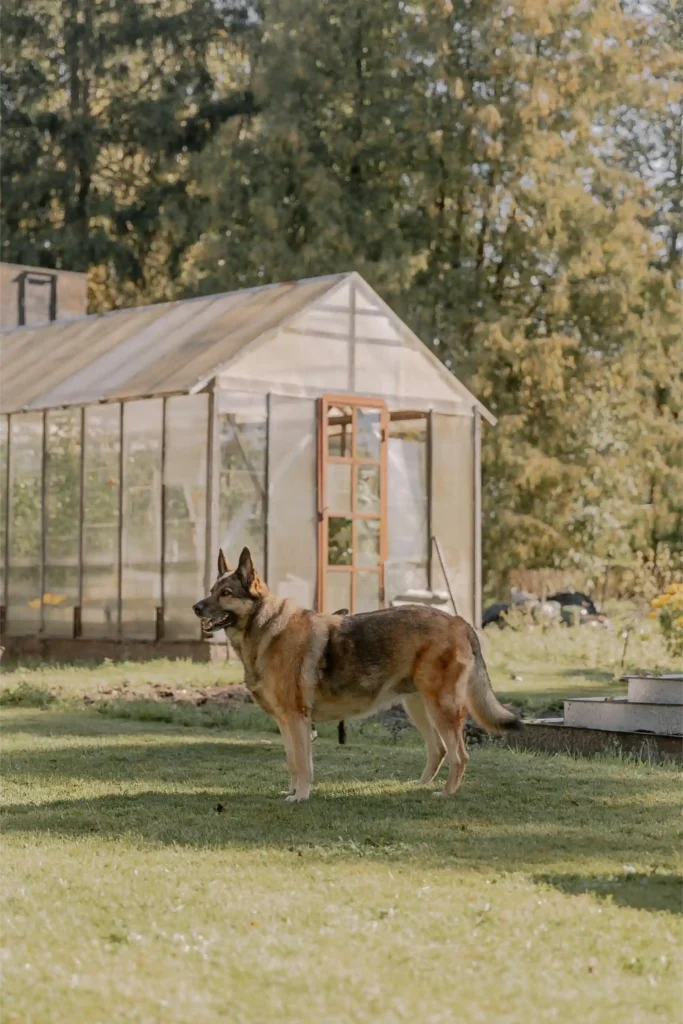 Best Food To Feed German Shepherd Puppy