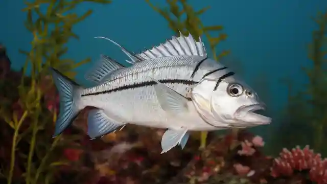 Barramundi Fish