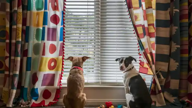 Block Window View For Dogs