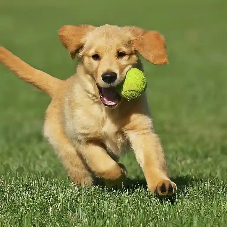 Golden Retriever Price in India