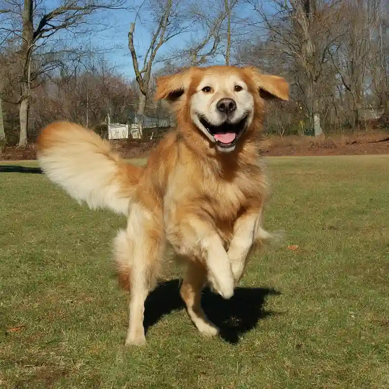 Golden Retriever Price in India