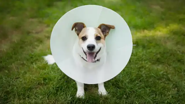 Long dog cone best sale