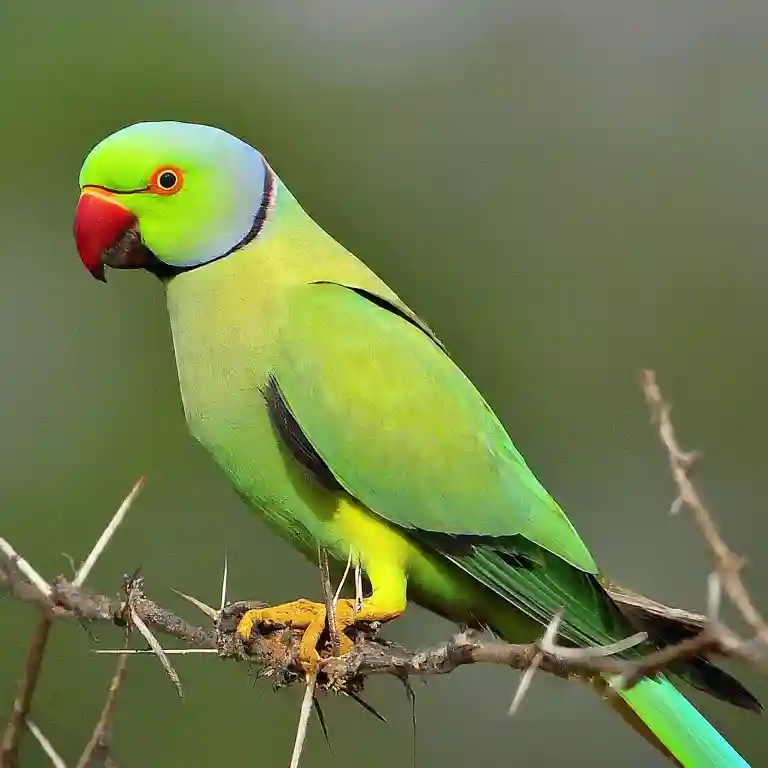 Indian Ringneck Parakeet