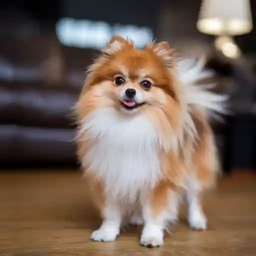 Pomeranian Dog Price In India