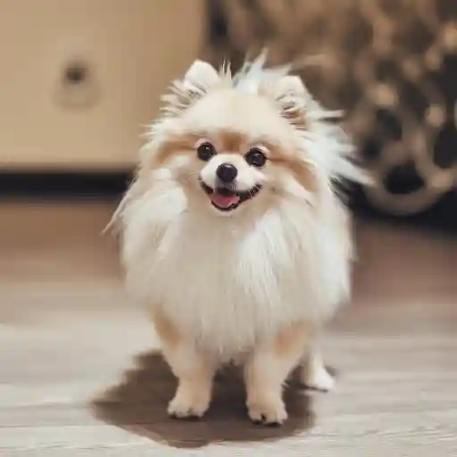 Pomeranian Dog Price In India