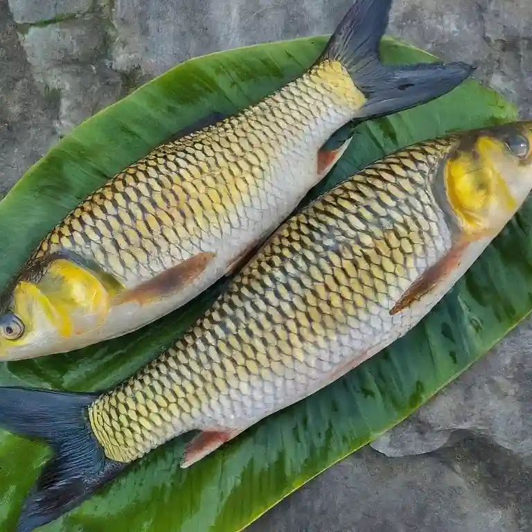 Rohu Fish