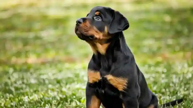 Rottweiler Price In India