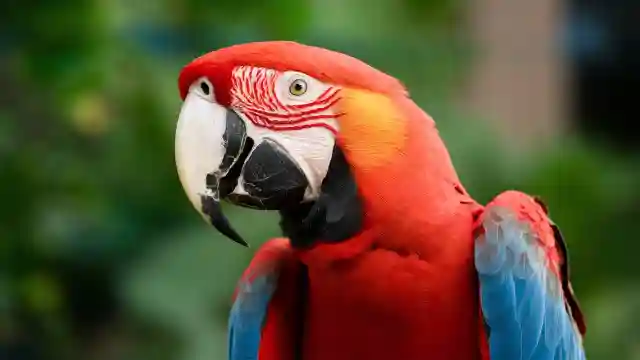 Scarlet Macaw