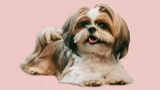 Shih Tzu Price In India