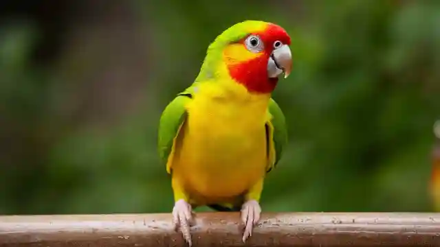 Sun Conure