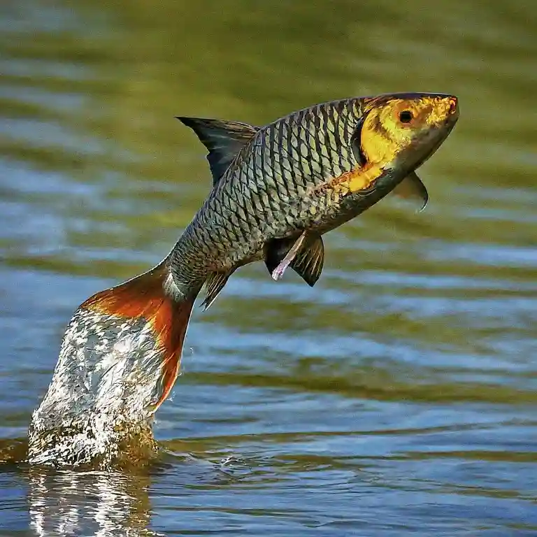 Vanjaram Fish